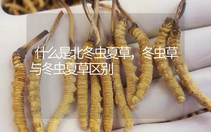 什么是北冬蟲夏草，北冬蟲草與冬蟲夏草區(qū)別