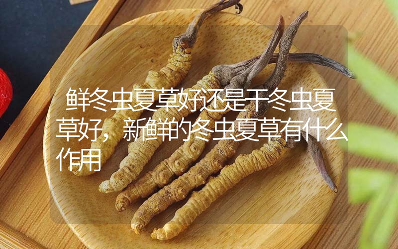 鮮冬蟲夏草好還是干冬蟲夏草好，新鮮的冬蟲夏草有什么作用