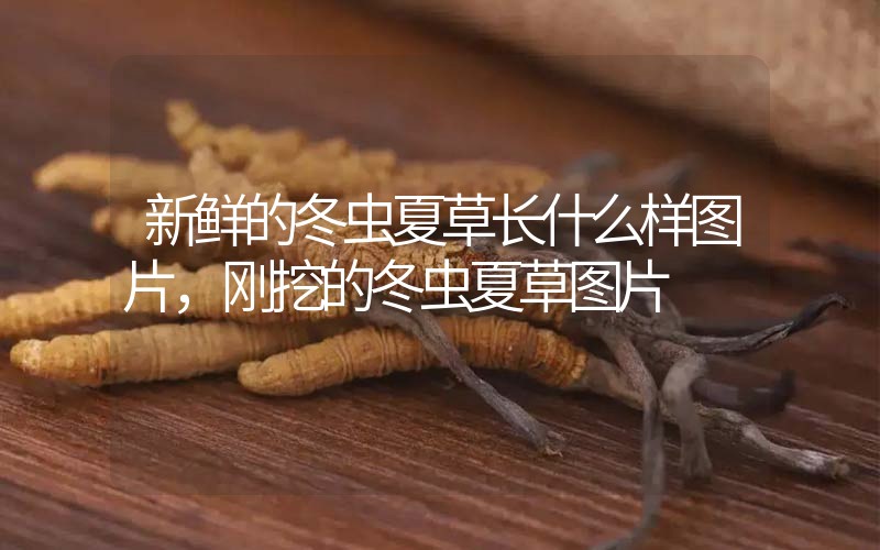 新鮮的冬蟲夏草長什么樣圖片，剛挖的冬蟲夏草圖片