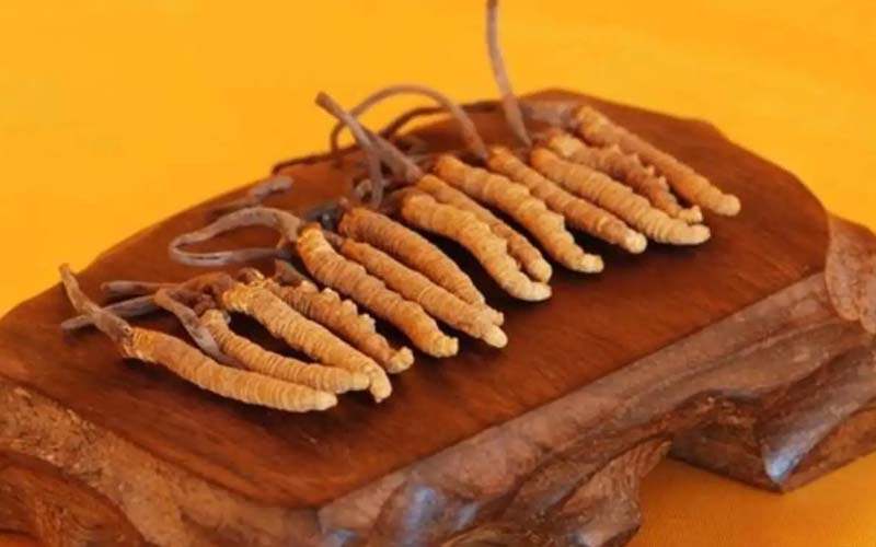 冬蟲(chóng)夏草需要每天吃嗎?冬蟲(chóng)夏草一天吃多少？