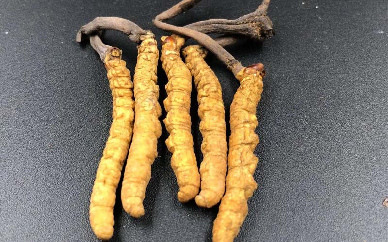 女人服用冬蟲夏草有什么作用？冬蟲夏草對(duì)女性的作用  ? ?