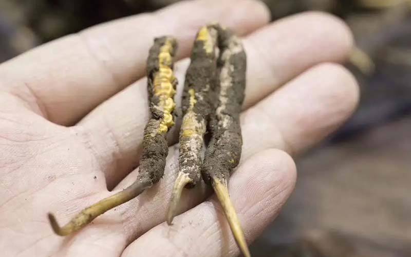 冬蟲夏草藥用價(jià)值和禁忌介紹(冬蟲夏草有什么作用)