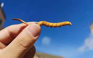 怎么挑選冬蟲(chóng)夏草？
