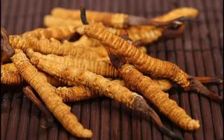 挑選好的冬蟲夏草產(chǎn)品，需要注意哪些問題？