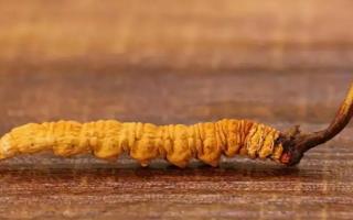 辨別干的冬蟲(chóng)夏草方式有哪些？