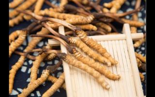 五個特征暴露冬蟲夏草質(zhì)量優(yōu)劣！