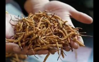 新鮮冬蟲夏草與干草的不同之處在哪？