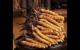 冬蟲夏草草頭大小不一，會(huì)影響品質(zhì)嗎？