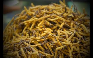 不同產(chǎn)地的冬蟲(chóng)夏草有哪些不同點(diǎn)？