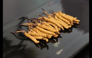 為何有的冬蟲夏草里面會(huì)放牙簽？
