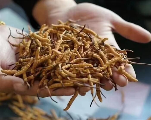 冬蟲夏草怎么吃最好？