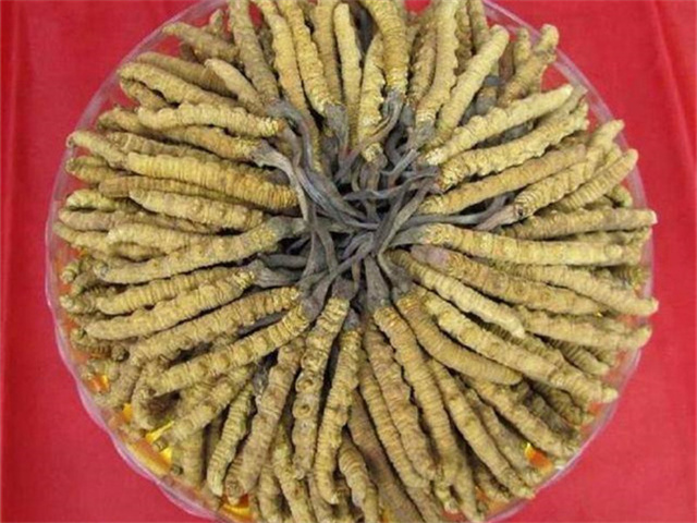 冬蟲夏草價(jià)格一克多少錢？影響冬蟲夏草價(jià)格的4個(gè)因素