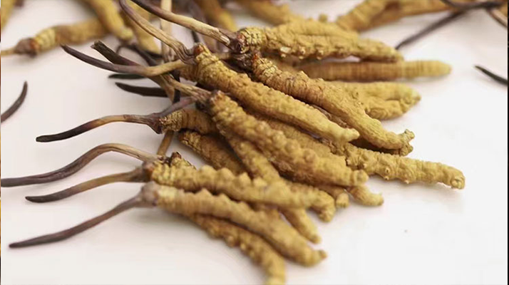 水溫決定營養(yǎng)！冬蟲夏草鮮草泡水溫度全解析?