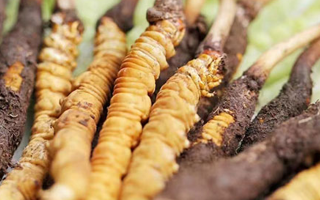 冬蟲(chóng)夏草：曬干食用還是鮮食更優(yōu)？