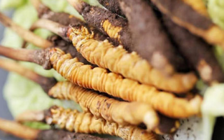 冬蟲(chóng)夏草鮮草可以生吃嗎？一文解讀食用真相