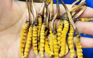 鮮冬蟲夏草出水怎么辦？實(shí)用處理指南