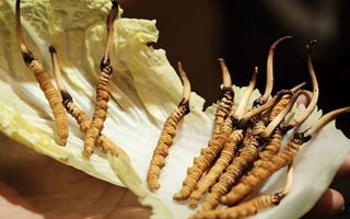 冬蟲夏草為何鮮的好？深度解析鮮蟲草的獨(dú)特優(yōu)勢