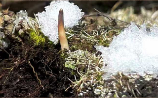鮮冬蟲夏草燉湯多久能吃？科學燉煮時間全解析