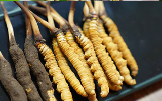 鮮冬蟲夏草什么季節(jié)最好？滋補時機大揭秘