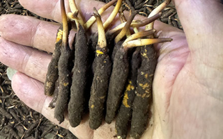 3000 條蟲草一克是幾只？深入解析蟲草規(guī)格與重量關(guān)系? ? ? ?