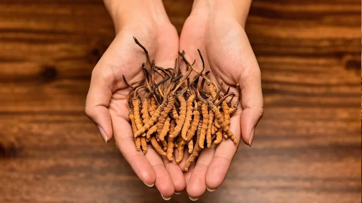 冬蟲夏草怎么食用效果好？掌握這些方法發(fā)揮最大功效