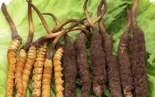 吃新鮮冬蟲夏草后拉肚子？原因與應(yīng)對方法解析
