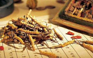 冬蟲夏草是什么長成的？揭秘其獨特的生長歷程