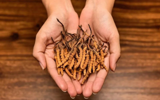 冬蟲夏草：獨特的蟲菌復(fù)合體品種
