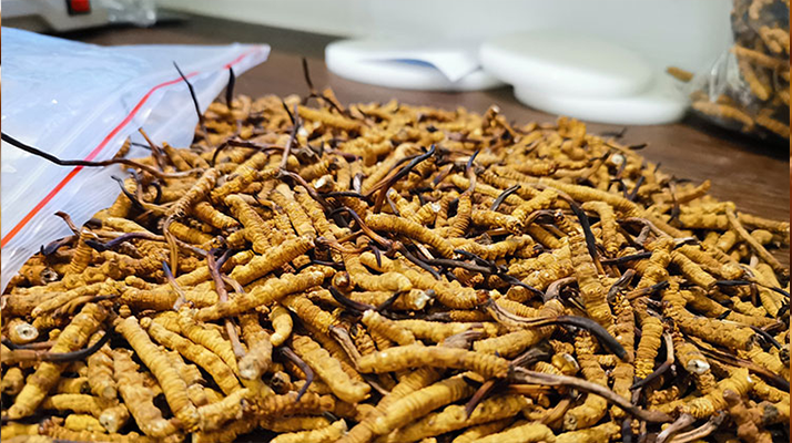 普通冬蟲夏草多少錢一斤？價(jià)格背后的品質(zhì)密碼