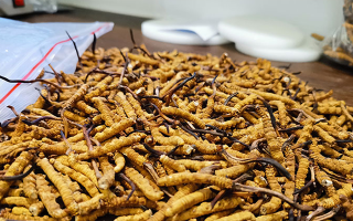 普通冬蟲夏草多少錢一斤？價(jià)格背后的品質(zhì)密碼