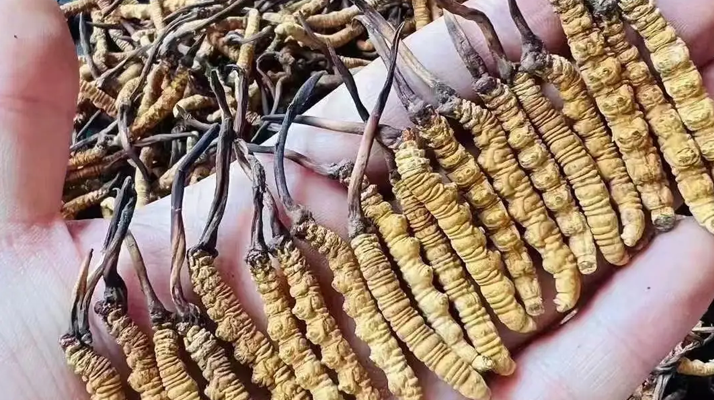 冬蟲(chóng)夏草價(jià)格解析：一斤究竟多少錢(qián)？