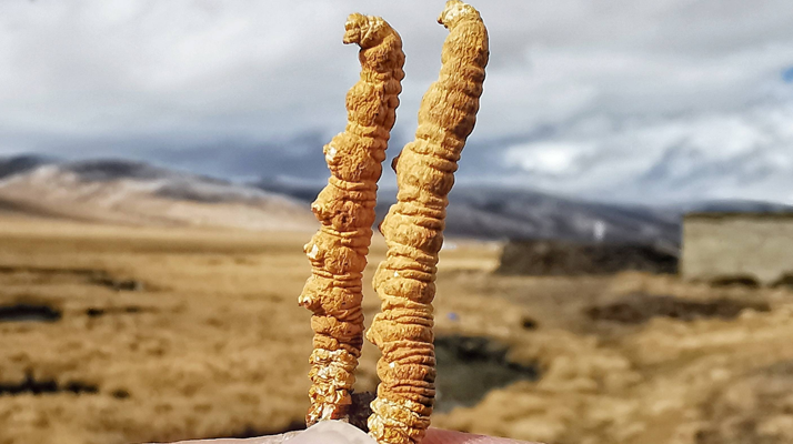 今年冬蟲夏草的行情走勢(shì)