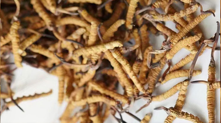 冬蟲(chóng)夏草能打粉服用嗎？科學(xué)操作與服用指南