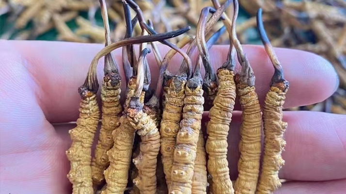 一盒冬蟲(chóng)夏草多少錢(qián)？從規(guī)格到定位的價(jià)格解析