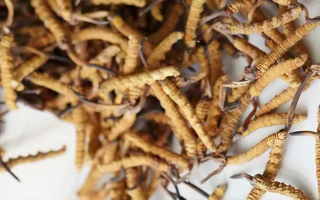 冬蟲(chóng)夏草能打粉服用嗎？科學(xué)操作與服用指南