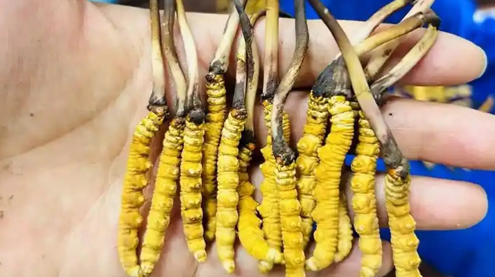 正宗那曲新鮮<a href=http://m.the-space-invaders-movie.com/jiage/ target=_blank class=infotextkey>冬蟲夏草價(jià)格</a>揭秘