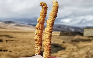 冬蟲夏草干了之后什么樣？從外觀到特性全解析