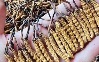 正宗冬蟲夏草泡酒：專用藥材搭配與科學(xué)泡制指南