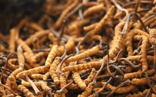 冬蟲夏草一條多少錢？單條價格的計算邏輯與實際范圍