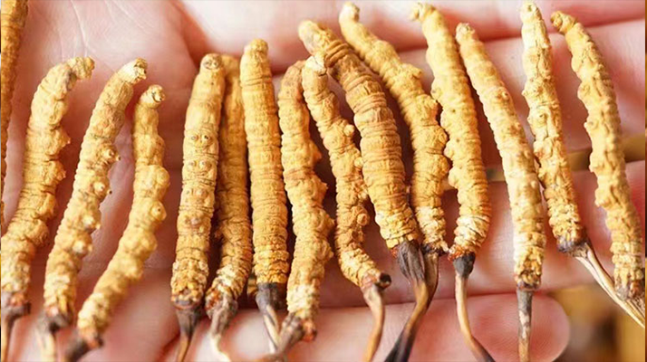 長時間喝冬蟲夏草好嗎？科學視角下的利弊與飲用指南