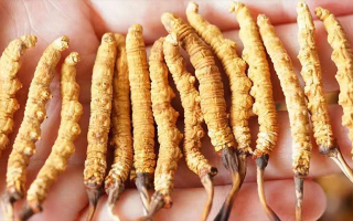 長時間喝冬蟲夏草好嗎？科學視角下的利弊與飲用指南