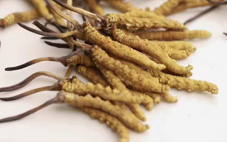 長期吃冬蟲夏草會怎么樣？從益處到注意事項(xiàng)詳解