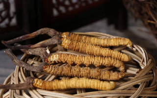 冬蟲夏草煲湯怎么煲好喝？營養(yǎng)與口感雙優(yōu)的實用指南