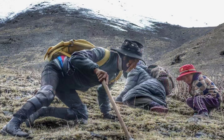 野生冬蟲夏草產(chǎn)地在哪里？核心產(chǎn)區(qū)與品質(zhì)特點(diǎn)解析