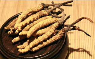 剛挖采的冬蟲夏草怎么辦？科學(xué)處理與儲存指南