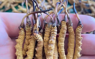 冬蟲夏草怎么辨別真假？6 個(gè)實(shí)用鑒別方法