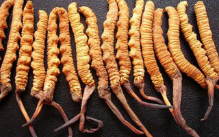 冬蟲夏草真假難辨？從味道入手，掌握實(shí)用鑒別法