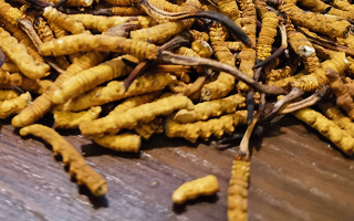 鮮冬蟲夏草煮多久？掌握時(shí)長，鎖住營養(yǎng)與鮮味