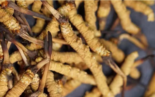 冬蟲(chóng)夏草斷草多少錢(qián)一克？影響價(jià)格的關(guān)鍵因素解析