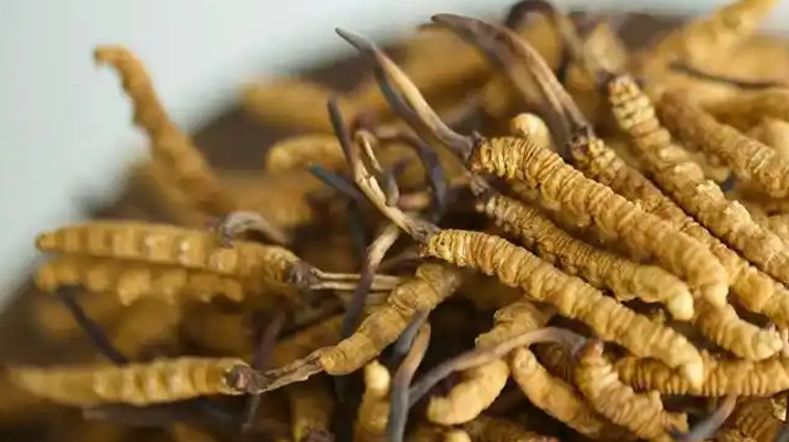 冬蟲夏草搭配需謹(jǐn)慎，這些野菜不宜同食